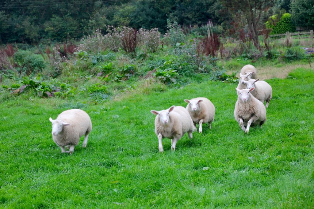Barton Gate Farm B&B Bude Ngoại thất bức ảnh
